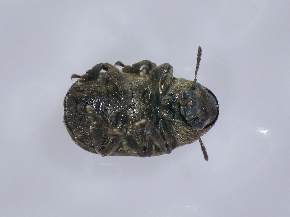 Anthribus nebulosus - Anthribidae